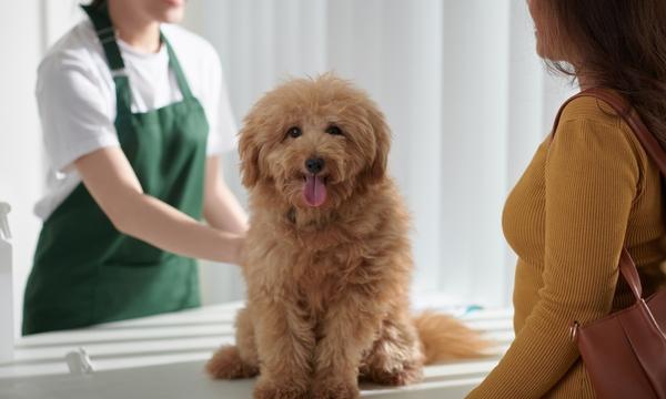 Veterinarias